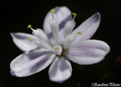 Siméthis à feuilles planes, Simethis planifolia, Phalangère, Fleurs sauvages blanches, wild white flowers, Bois de la Bougrière, Bouresse-l`Isle Jourdain, Poitou-Charentes (23)