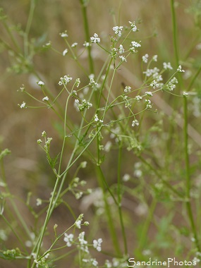 Sison amome, Sison à feuilles de panais, Sison amomum, Plante ombellifère blanche, White wild flowers, Jardin, le Verger, Bouresse 86, Biodiversité en région Nouvelle-Aquitaine (21)