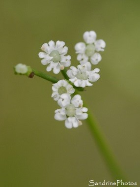 Sison amome, Sison à feuilles de panais, Sison amomum, Plante ombellifère blanche, White wild flowers, Jardin, le Verger, Bouresse 86, Biodiversité en région Nouvelle-Aquitaine (22)