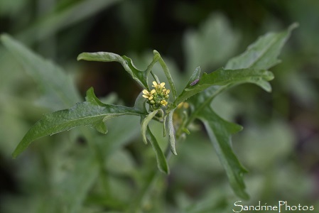 Sisymbrium officinale, Sisymbrium officinalis, Crucifère jaune, Flore de la Planchette, Queaux Biodiversité du Sud-Vienne