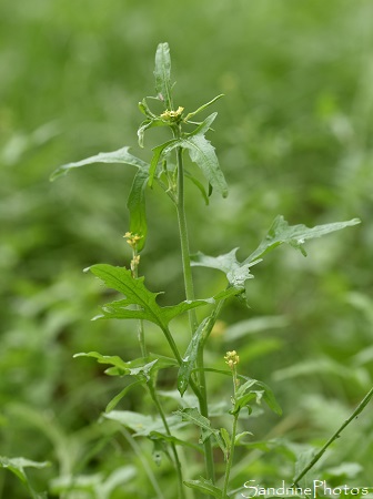 Sisymbrium officinale, Sisymbrium officinalis, Crucifère jaune, Flore de la Planchette, Queaux, Sud Vienne