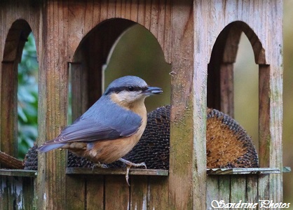 Sittelle torchepot, Sitta europea, Oiseaux du jardin, Birds of the garden, Bouresse, Nature in France (28)