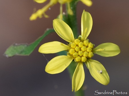 Solidage verge d`or, Solidago virgaurea, Fleur sauvage jaune, Balade le long de la Vienne, Le Couret, La Roche, Préau, Queaux 86  (14)