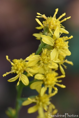 Solidage verge d`or, Solidago virgaurea, Fleur sauvage jaune, Balade le long de la Vienne, Le Couret, La Roche, Préau, Queaux, Vienne 86