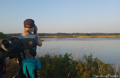 Sortie crépusculaire avec la LPO dans les marais salants de Guérande, Observation des oiseaux marins et des marais, La Turballe, Loire-Atlantique (9)