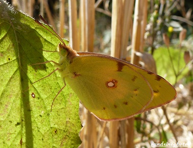 Souci, Colias crocea, Papillon de jour, Yellow day-flying butterfly, Bouresse Poitou-Charentes