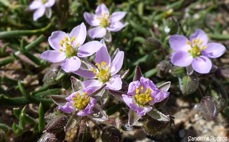 Spergulaire marine Spergularia marina, fleurs sauvages des côtes bretonnes, Brittany coasts wild flowers, Bretagne Château du Taureau baie de Morlaix Finistère (91)