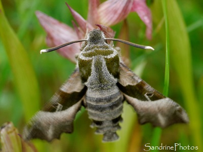 Sphinx de l`Epilobe, Sphinx de l`Oenothère, Proserpinus proserpina, Sphingidae, Papillon de nuit, le Verger, Bouresse, Sud-Vienne 86 (32)