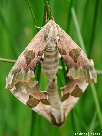 Sphinx du Tilleul, Mimas tiliae, Papillons de nuit, Prairie humide, Parc naturel du Périgord-Limousin (11)