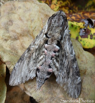 Sphinx du liseron, Agrius convolvuli - Sphingidae, le Verger, Bouresse