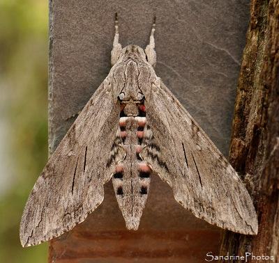 Sphinx du liseron, Papillon de nuit gris et rose, Mothes ans butterflies, le Verger, Bouresse (24)