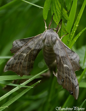 Sphinx du peuplier, Laothoe populi, Chenilles et Papillons de nuit, Autour de l`étang - P`tite balade du Pays Montmorillonnais à Verrières - 26 avril 2015 (11)