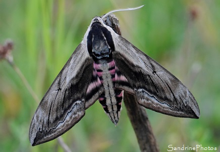 Sphinx du troène, Sphinx ligustri - Sphingidae, papillons de nuit, Bouresse (48)