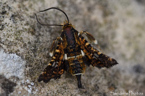 Sphinx-pygmée, Pygmée, Thyris fenestrella, Thyridinae, Thyridae, Bombicodes, Papillon de nuit, Bouresse, Le Verger (3)