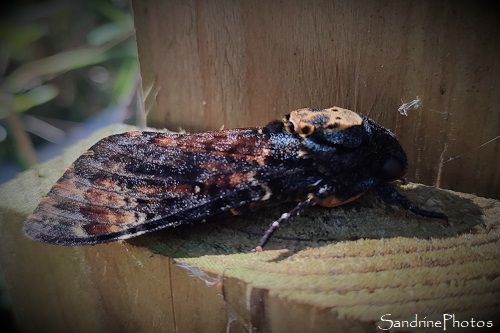 Sphinx tête de mort, Acherontia atropos, Papillons de nuit, Sphingidae, Le Verger, Bouresse (8)