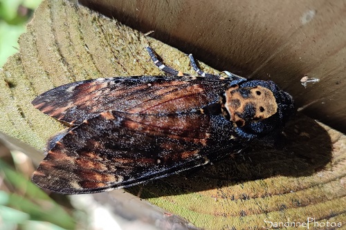 Sphinx tête de mort, Acherontia atropos, Papillons de nuit, Sphingidae, Le Verger, Bouresse (9)