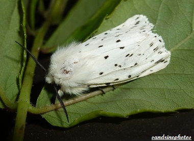 Spilosoma lubricipeda l`écaille tigrée Papillons de nuit Bouresse Poitou-Charentes