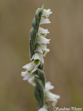 Spiranthe d`automne, Spiranthes Spiralis, Orchidée sauvage, Wild orchid, autumn white flower, Bouresse, Poitou-Charentes, Nature of France (3)