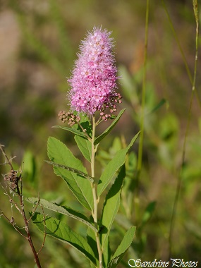 Spirée à feuilles de saule, Spiraea salicifolia, Rosacea, Fleurs sauvages roses en grappes, Longues étamines, Pink wild flowers, Bouresse, Poitou-Charentes, France (3)