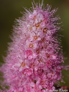 Spirée à feuilles de saule, Spiraea salicifolia, Rosacea, Fleurs sauvages roses en grappes, Longues étamines, Pink wild flowers, Bouresse, Poitou-Charentes, France (5)