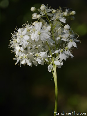 Spirée filipendule, Filipendula vulgaris, Fleurs sauvages blanches, La Planchette, Queaux (7)