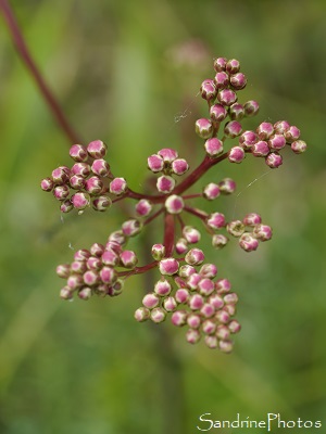 Spirée filipendule, Filipendula vulgaris, Fleurs sauvages blanches, Vallée de l`Aubineau, Fressine, Ribes, Biodiversité du Sud-Vienne 86 (32)