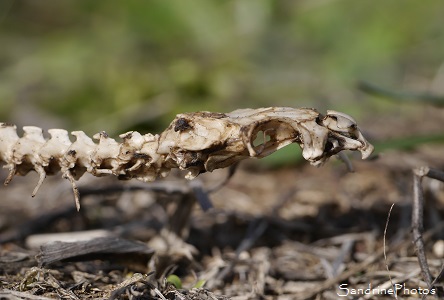 Squelette de serpent, Reptiles, Snake`s skeleton,Faune sauvage, Wild animals, Bouresse, Poitou, Biodiversité en région Nouvelle-Aquitaine, SandrinePhotos Esprit Nature (31)