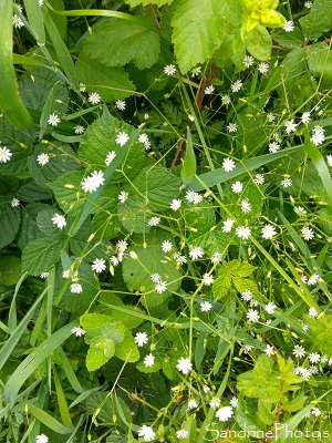 Stellaire à feuilles de graminée, Stellaria graminea, Flore de La Planchette, Queaux (4)