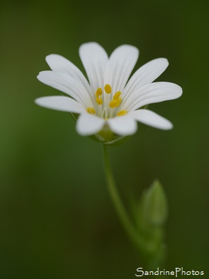 Stellaire holostée, La Pierre folle, Mouterre sur Blourde, Carrière Iribarren, SandrinePhotos Esprit Nature, Aquitaine Poitou-Charentes (44)