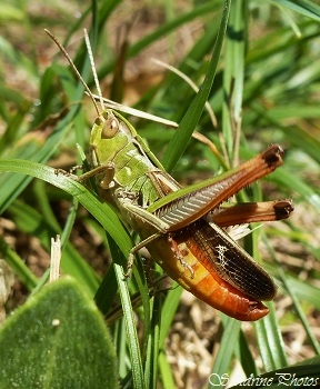 Sténobothre de la Palène, Stenobothrus lineatus lineatus, Criquet de la palène, Criquet vert et rouge Rando chapelle de La Peyroux, Entrevaux (59)