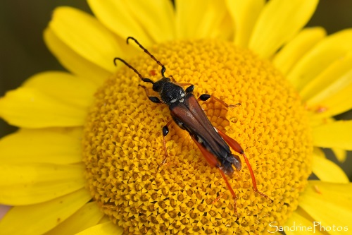 Stenopterus rufus, Sténoptère roux, coléoptère noir et orange, pattes oranges, Le Verger, Bouresse