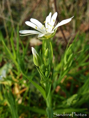 stellaire holostée, stellaria holostea, fleur sauvage à 5 pétales échancrés, white wild flowers, Bouresse, Poitou-Charentes (7)