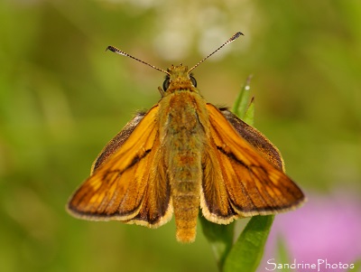 Sylvaine, Ochlodes sylvanus, papillon de jour, Le Verger, Refuge LPO, Bouresse, Sud-Vienne