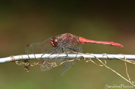 Sympetrum sanguineum, Libellule rouge, odonates, La Planchette, Queaux 86 (108)