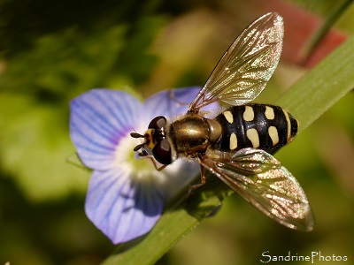 Syrphe des corolles, Eupeodes corollae sur Véronique de Perse, Insecte diptère, syrphidé, Refuge LPO Le Verger Bouresse, Biodiversité du Sud-Vienne (3)