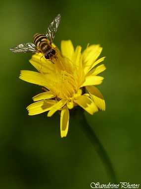 Syrphe du groseiller, Syrphus ribesii, diptères, Syrphidae, insectes du Poitou-Charentes, (1)