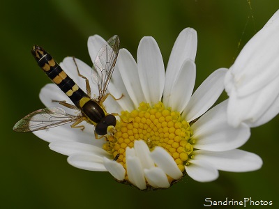 Syrphe porte-plume, Sphaeriophoria scripta, Sphérophore notée, Syrphe long, Diptères, Jardin, Le Verger, Bouresse 86, Poitou, Biodiversité en région Nouvelle Aquitaine(7)