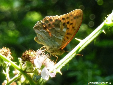 Tabac d`Espagne, Argynnis paphia, Nymphalidae, Papillon de jour, Butterflies, Brandérion Morbihan Bretagne, Brittany, Sandrine Photos