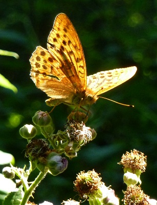 Tabac d`Espagne, Argynnis paphia, Nymphalidae, Papillon de jour, Butterflies, Brandérion Morbihan Bretagne, Brittany