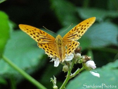 Tabac d`Espagne, Papillons de jour, Nymphalidae, Brandérion