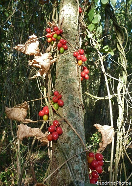 Tamier commun, Tamus communis, baie rouge, plante ligneuse, grimpante, sauvage, Baies toxiques, wild plants, toxic red berries, Bouresse, Poitou-Charentes (22)