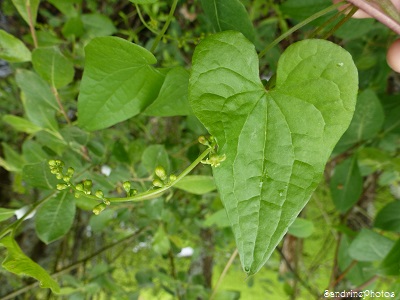 Tamier commun, Tamus communis, baie rouge, plante ligneuse, grimpante, sauvage, Baies toxiques, wild plants, toxic red berries, Bouresse, Poitou-Charentes, Nature de France(11)