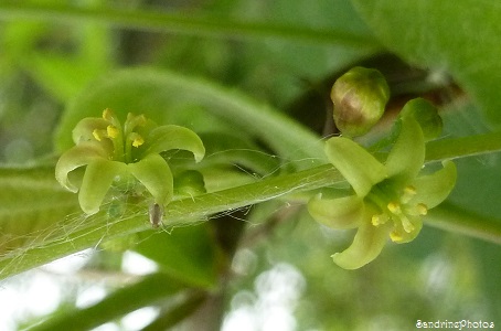 Tamier commun, Tamus communis, fleurs vertes, baies rouges, plante ligneuse, grimpante, sauvage, Baies toxiques, wild plants, toxic red berries, Bouresse, Poitou-Charentes (17)