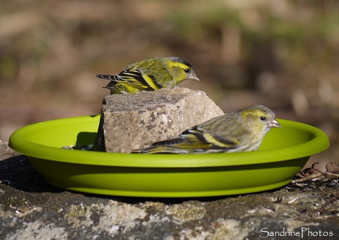 Tarins des aulnes, Spinus spinus, Oiseaux des jardins, Refuge LPO Le Verger, Bouresse, Poitou, Sud-Vienne (182)