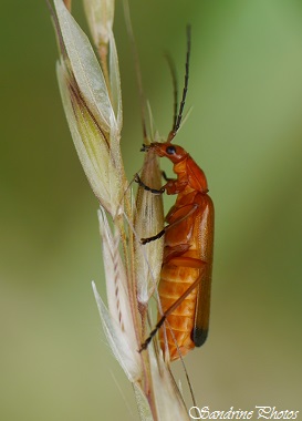 Téléphore fauve, Rhagonycha fulva, Coléoptères, Cantharidae, Orange and black insect, Insectes orange et noir du Poitou-Charentes (2) (3)