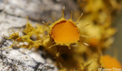 Teloschistes chrysophthalmus, Lichen jaune en forme de soleil sur branche de cerisier, Yellow Lichen like a little sun on a cherrytree branch, Jardin Bouresse, Poitou-Charentes - 18 janvier 2015 (13)