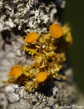 Teloschistes chrysophthalmus, Lichen jaune en forme de soleil sur branche de cerisier, Yellow Lichen like a little sun on a cherrytree branch, Jardin, Bouresse, Poitou-Charentes - 18 janvier 2015 (14)