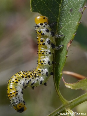 Tenthrède du rosier, Fausse-chenille, Arge pagana, Larve jaune, blanche à points noirs sur branche d`églantier, Jardin, le Verger, Bouresse, Biodiversité en région Nouvelle-Aquitaine, Poitou GF(32)