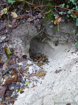Terrier de blaireau, sur la piste des animaux sauvages, Meles meles, Badger`s hole, On wild animals trail, Bouresse, Poitou-Charentes (1)