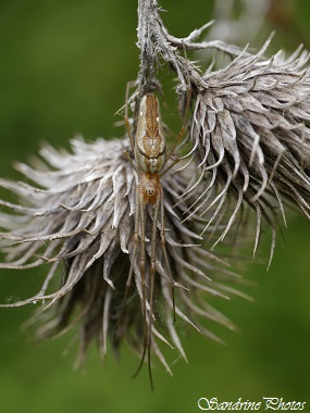 Tetragnatha sp.ou Tetragnatha extensa, Tetragnathidae, Araignée sur chardon, Le pâtural des chiens, Champagné Saint-Hilaire-Poitou-Charentes (5)